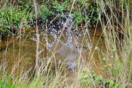 water-splash-clear-water-spring-262870.jpg