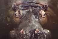 hippo-hippopotamus-animal-wildlife-406889.jpg