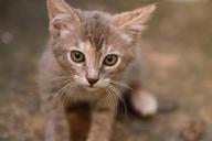 kitten-cute-feline-kitty-domestic-568705.jpg