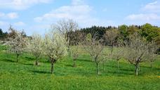 orchard-trees-meadow-bloom-1356971.jpg