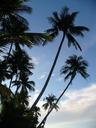 palm-trees-background-tropics-483415.jpg