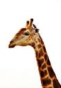 giraffe-giraffe-neck-animal-241520.jpg