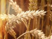 wheat-field-wheat-spike-grain-640644.jpg