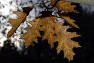 leaves-autumn-darkness-trees-761535.jpg