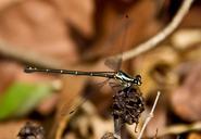 dragonfly-insect-golden-shiny-623623.jpg