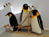 penguin-penguins-penguin-family-81428.jpg