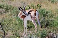 springbok-animal-africa-animals-61702.jpg