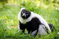 lemur-black-white-ruffed-portrait-949422.jpg