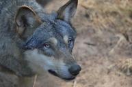 wolf-wolf-head-wild-animal-predator-537155.jpg