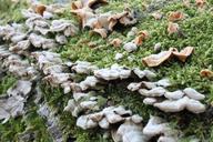 bracket-fungi-fungus-moss-stump-88076.jpg