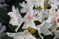 rhododendron-nature-plant-green-335518.jpg