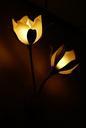 lamp-flower-light-lamps-lighting-558122.jpg