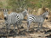 zebras-flock-curious-uganda-1536871.jpg