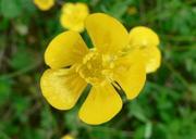 Buttercup flower.jpg