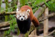 red-panda-little-panda-cute-bamboo-1182069.jpg