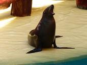 seal-animal-meeresbewohner-robbe-406732.jpg