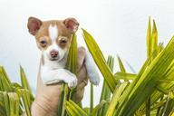 puppy-chihuahua-animals-1040947.jpg