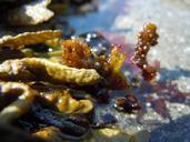 seaweed-ocean-beach-marine-487806.jpg