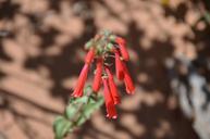 flower-red-desert-utah-60696.jpg