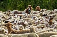 flock-of-sheep-nature-pasture-455149.jpg