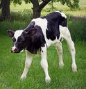 calf-holstein-livestock-dairy-652651.jpg