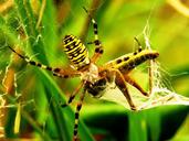 spider-tiger-spider-wasp-spider-1605575.jpg