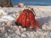 crab-hermit-macro-sand-beach-647797.jpg