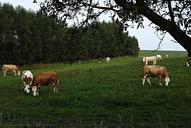 pasture-cows-fence-meadow-tree-348613.jpg