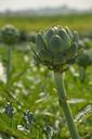 artichoke-vegetable-agricultural-1654816.jpg