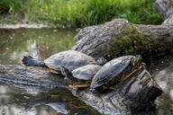 turtles-log-water-relax-sunbathing-1689373.jpg