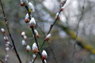 willow-salix-gems-gemma-buds-tree-1708823.jpg