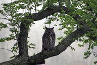 owl-great-horned-hoot-barn-tree-72145.jpg