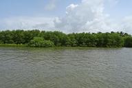 forest-mangroves-estuary-kali-1632887.jpg