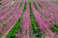 fields-flowers-flower-pink-flowers-1072085.jpg