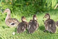 ducks-chicken-water-plumage-600848.jpg