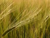 barley-field-barley-cereals-grain-8232.jpg