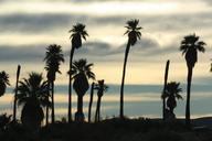 sunset-silhouettes-palms-trees-1563673.jpg