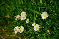 daisy-flower-blossom-bloom-white-1365853.jpg