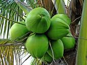 coconut-tree-green-coconuts-1089191.jpg