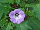 blue-bell-plant-nightshade-526658.jpg