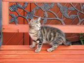 cat-kitten-tabby-bench-pets-cute-216404.jpg