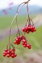 berries-fruits-fruit-juicy-food-252358.jpg