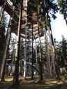 trail-treetops-trip-slide-202746.jpg