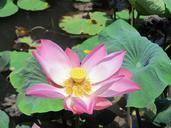 water-lily-flower-pond-557820.jpg