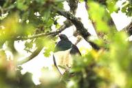 kereru_,_new_Zealand_Wood_Pigeon.jpg