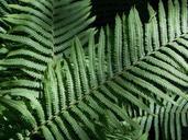 leaves-ferns-plant-651287.jpg