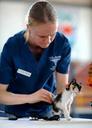 kitten-veterinarian-feline-doctor-569956.jpg