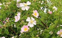 shrubs-wild-rose-wild-rosebush-356538.jpg