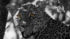 leopard-cat-panthera-pardus-532058.jpg