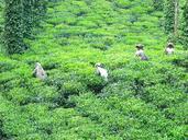 tea-tea-plantation-tea-farm-354310.jpg